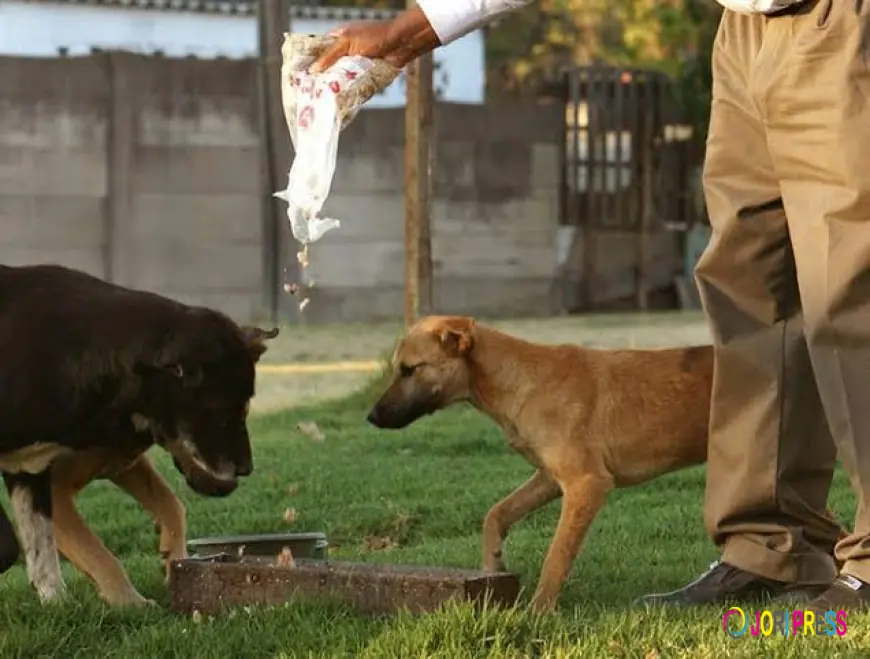 Here Is What It Means & What You Should Do If You See Pets Always Acting Strangely Around You