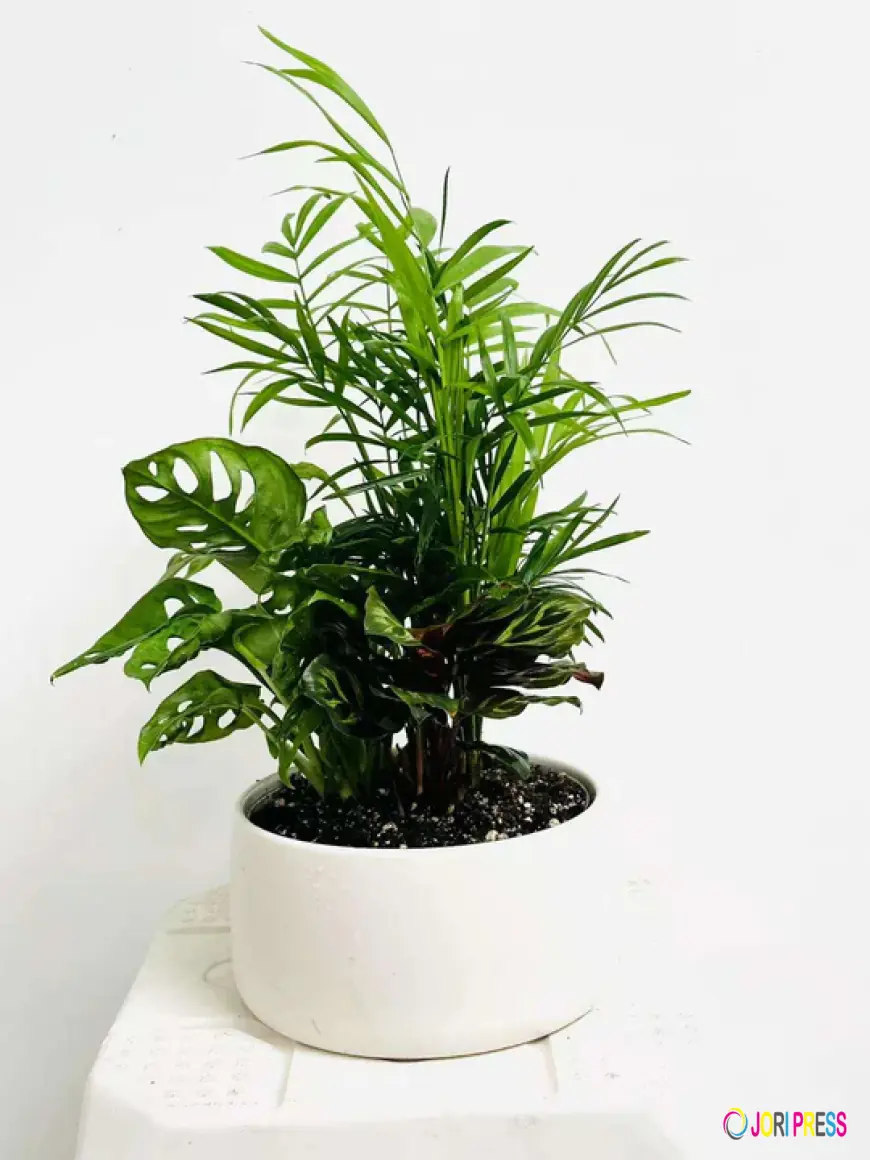 Potful of Happiness: Why Plants Make the Best Delivered Gifts