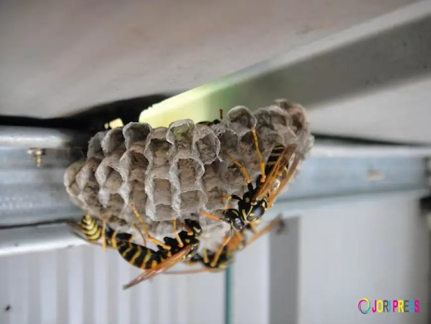 Raul The Bees Guy Launches Safer, Faster Mud Wasp Nest Removal Services Across the Region