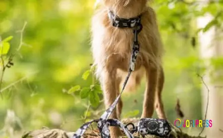 Finding the Best Puppy Harnesses & Dog Accessories in the UK: A Guide for New Pet Parents