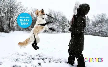 The Surprising Benefits of Dog Booties for Indoors You Didn’t Know