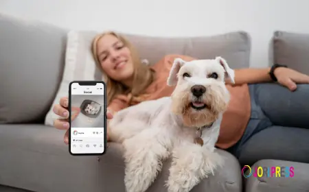 Best Mobile Pet Grooming Dubai: What Happens During a Home Visit?