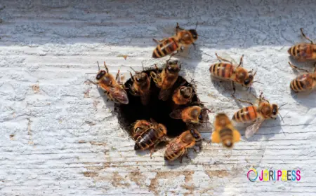 Raul The Bees Guy Launches Advanced Mud Wasp Nest Removal Services in Katy, TX