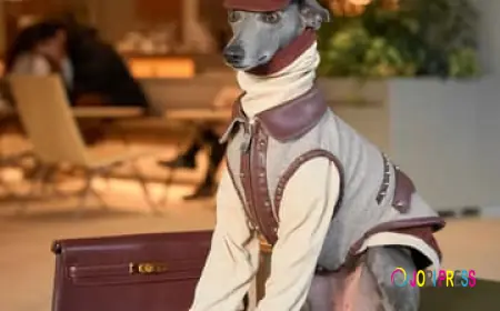 Modern Luxury Pet Clothing Store BONDIR Redefines Stylish Comfort