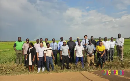 NARO, JICA Edge Closer to Releasing New Aromatic Rice Varieties