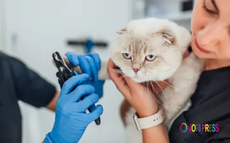 Complete Guide to Cat Grooming Services in Abu Dhabi
