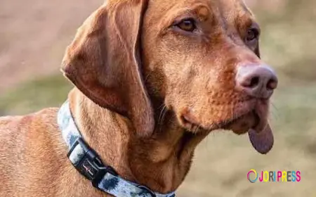 The Smart Walker’s Guide: Choosing the Right Gear for Comfortable, Confident Dogs