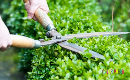 Why Your Southbury, CT Property Needs Professional Tree Pruning Experts