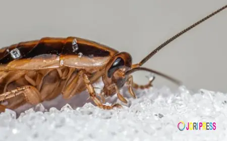 Cockroaches In Kitchen