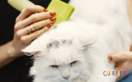 How Mobile Cat Grooming Works: From Booking to Grooming