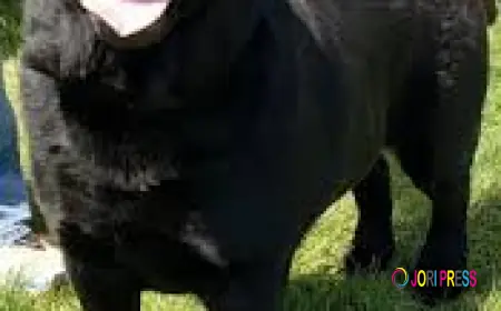 Organic Pet Foods Are Offered At Reasonable Prices