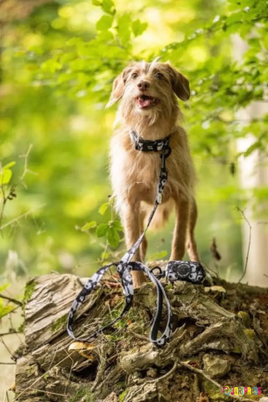 Finding the Best Puppy Harnesses & Dog Accessories in the UK: A Guide for New Pet Parents