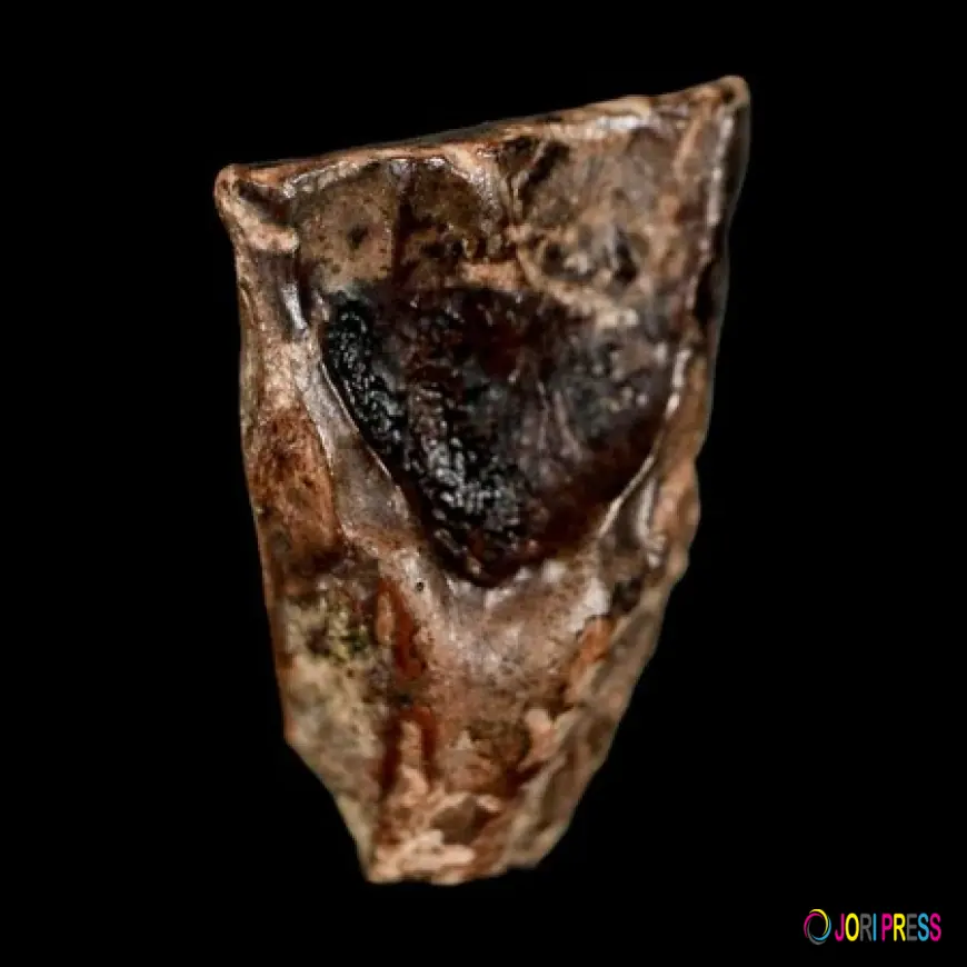 Triceratops Teeth Fossils: What They Reveal About Ancient Diets