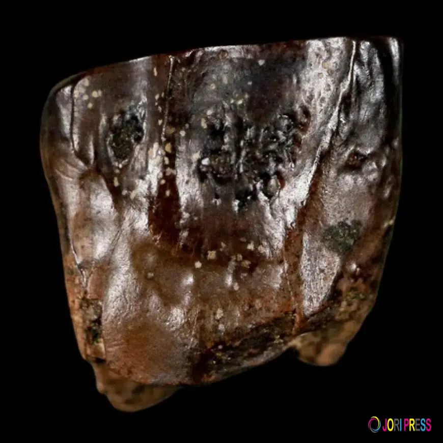 Triceratops Teeth Fossils: What They Reveal About Ancient Diets