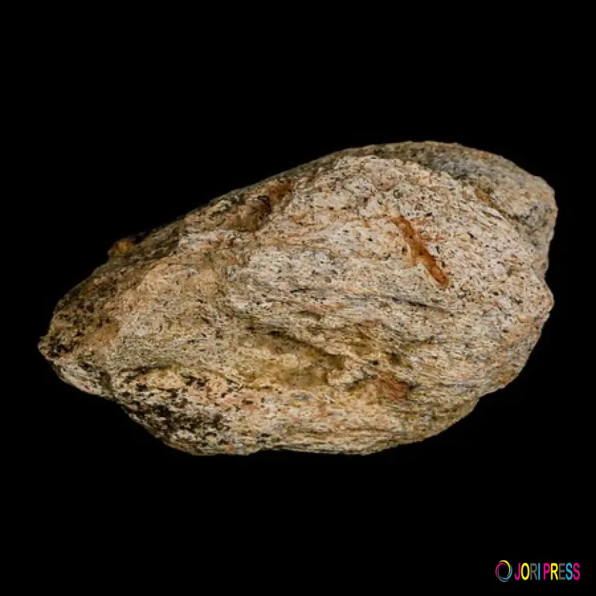 Triceratops Teeth Fossils: What They Reveal About Ancient Diets