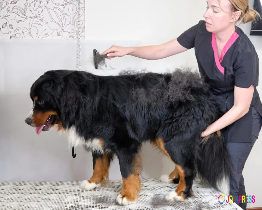 Chewbarka Grooming Sets a New Local Standard for the Best Dog Deshedding Near Fort Worth, Texas