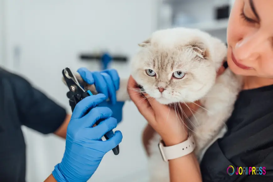 Complete Guide to Cat Grooming Services in Abu Dhabi