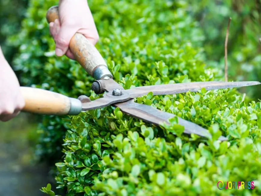 Why Your Southbury, CT Property Needs Professional Tree Pruning Experts