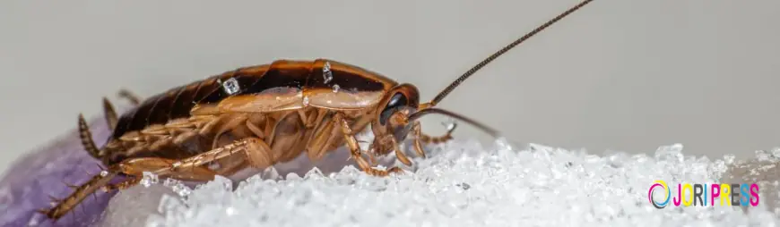 Cockroaches In Kitchen