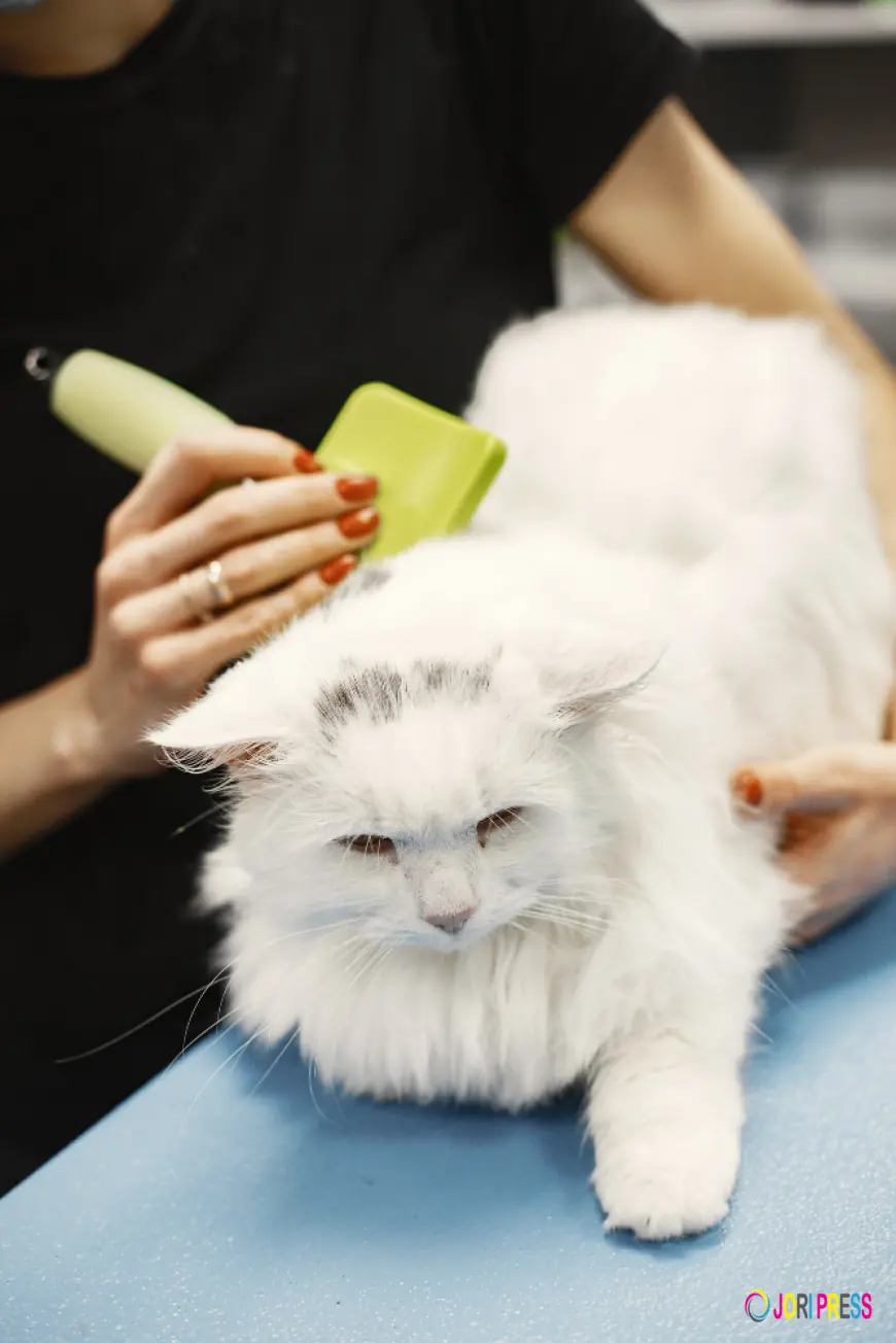 How Mobile Cat Grooming Works: From Booking to Grooming