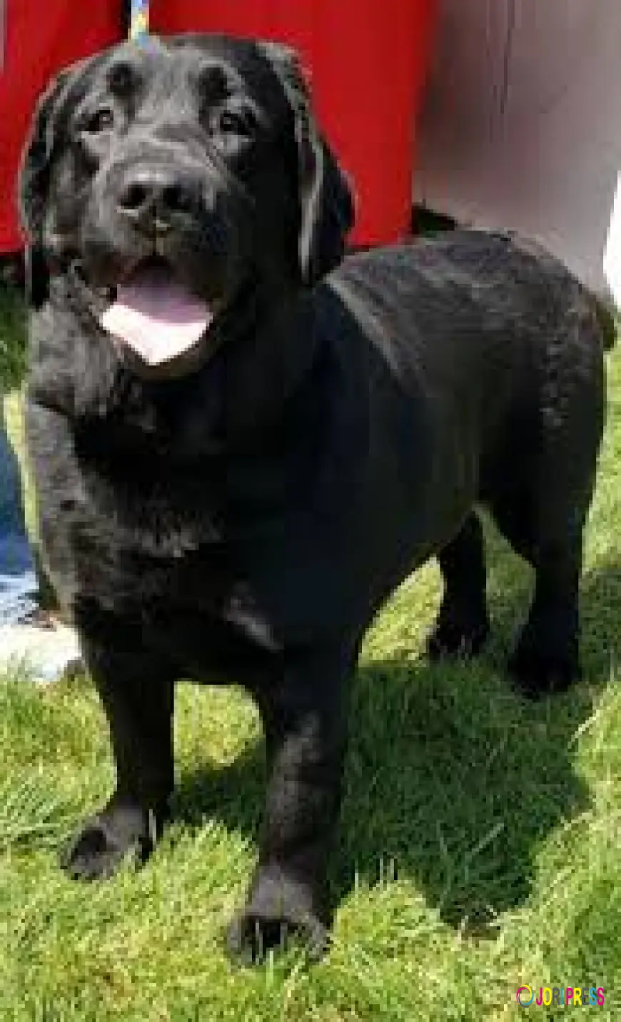 Organic Pet Foods Are Offered At Reasonable Prices