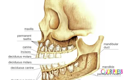 How Baby Skull Teeth Form: A Complete Parent’s Guide