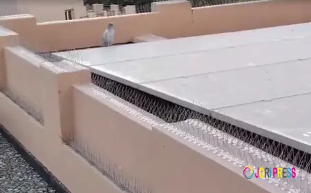 Stainless Steel Bird Spikes – The Ultimate Pigeon Control Solution in Dubai