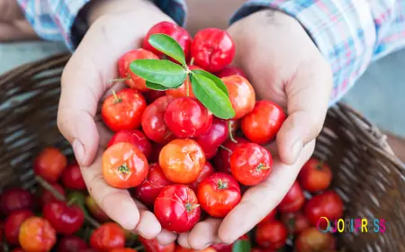 Acerola Extract Market Analysis Highlights Consumer Behavior and Adoption Trends