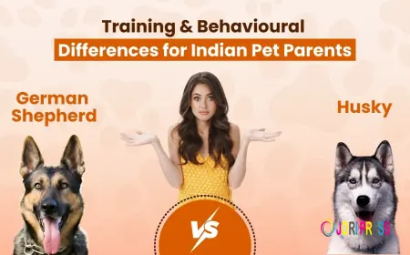 German Shepherd vs Husky: Training & Behavioural Differences for Indian Pet Parents