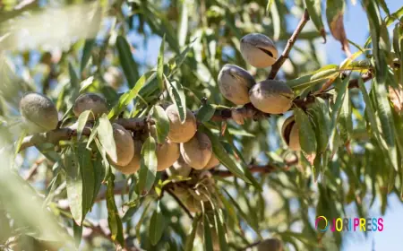 Almond Farming Guide: From Land Preparation to Profitable Harvest