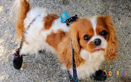 Beyond the Coat: The Surprising Benefits of Dog Snow Leggings