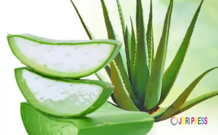 Aloe Vera Extracts Market Investment Trends and Funding Landscape Overview