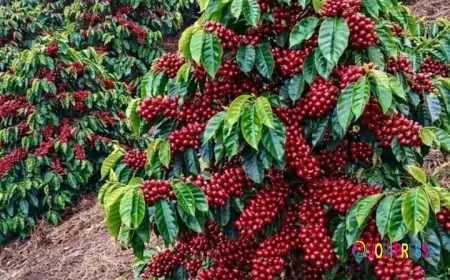 Uganda coffee earnings hit UGX 8.8 trillion driven by surge in export volumes.