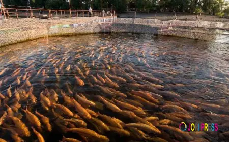 Aquaculture Feed Market And Digitalization: Transforming Fish Farming With Data