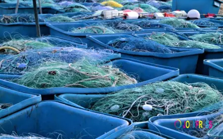 Aquaculture Market Is Helping Reduce Pressure On Wild Fisheries