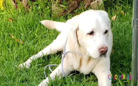 Best And Affordable Artificial Preservative-Free Dog Treats in Delray Beach