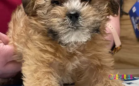 What Does a Quality Veterinary Service Really Mean for Pet Owners?