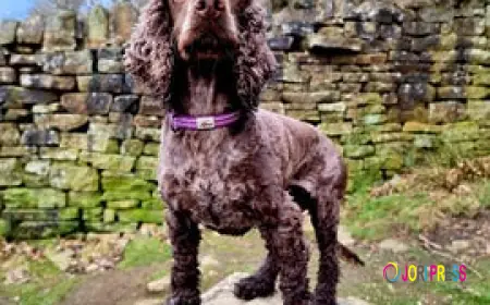 Choosing Comfort and Control: The Ultimate Guide to Modern Dog Walking Essentials