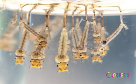 Trusted Commercial and Residential Pest Control in Houston