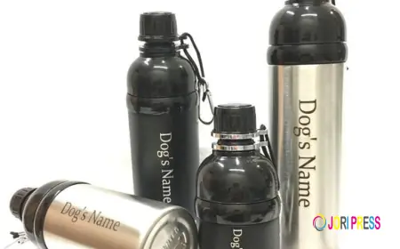 Choosing the Right Gear for Your Dog: Harnesses, Leads, and Collars Explained