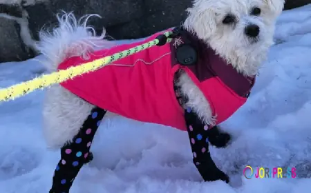 Indoor Paw Protection for Dogs: Prevent Injuries and Maintain Healthy Paws