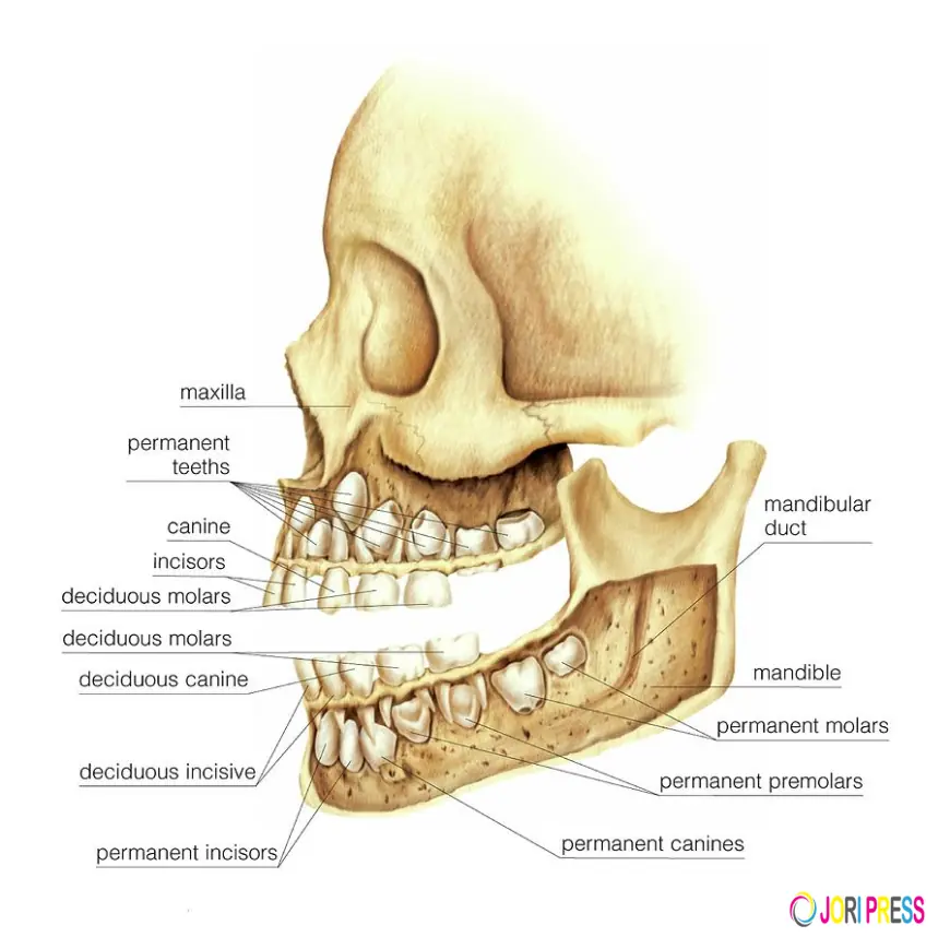 How Baby Skull Teeth Form: A Complete Parent’s Guide