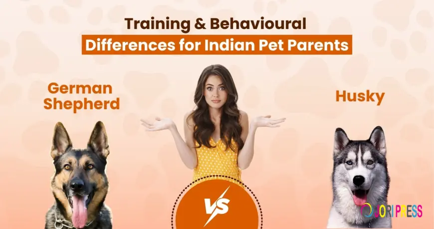 German Shepherd vs Husky: Training & Behavioural Differences for Indian Pet Parents