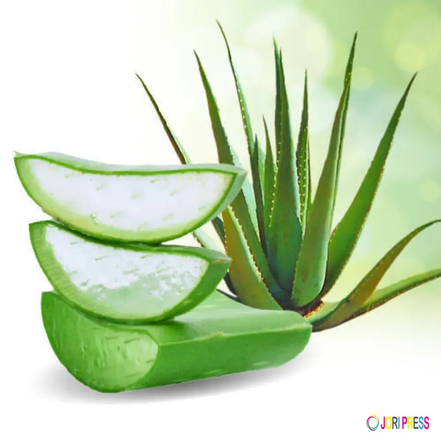 Aloe Vera Extracts Market Investment Trends and Funding Landscape Overview
