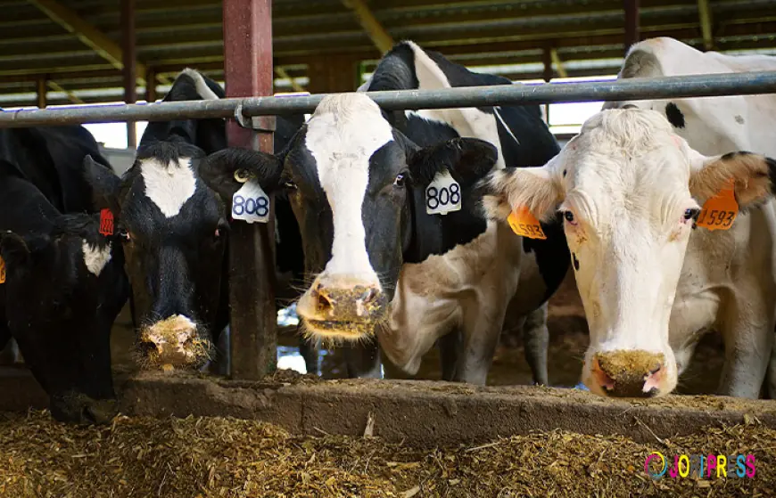 Animal Feed Antioxidants Market Insights: Key Drivers and Regional Analysis