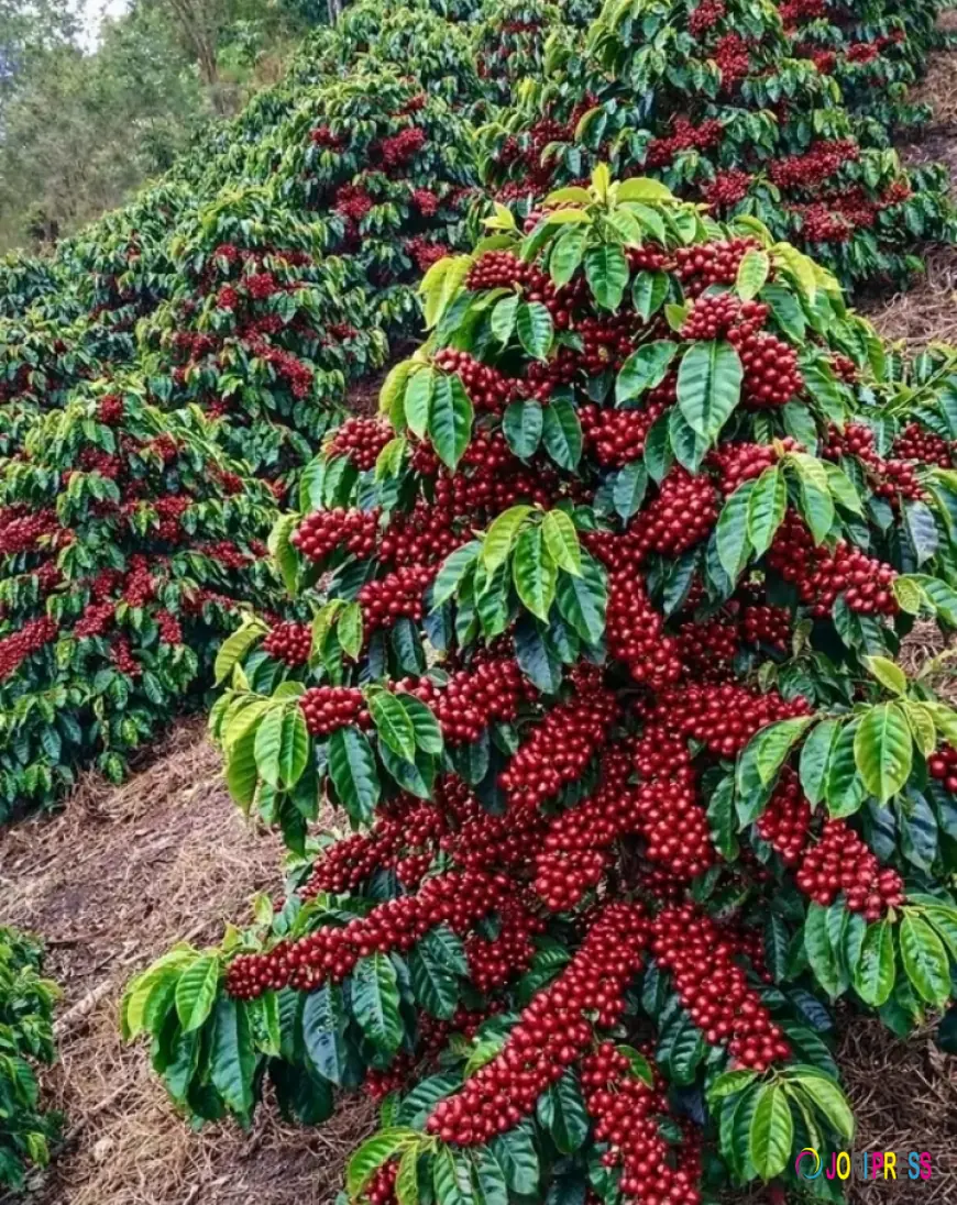 Uganda coffee earnings hit UGX 8.8 trillion driven by surge in export volumes.