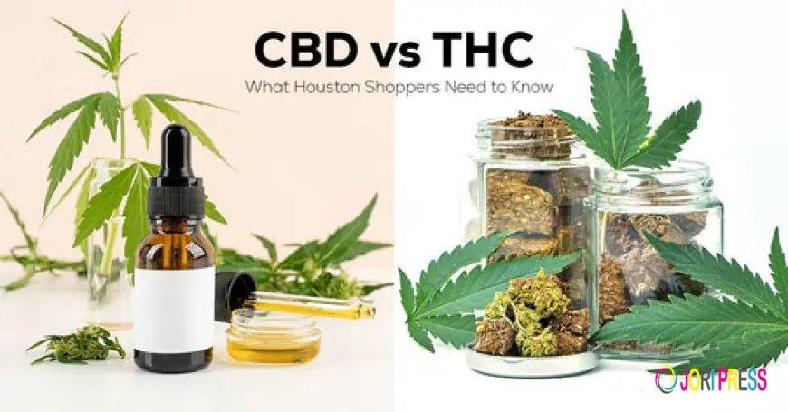 What Makes a Cannabis Houston Adult Club Stand Out in the City’s Nightlife Scene?