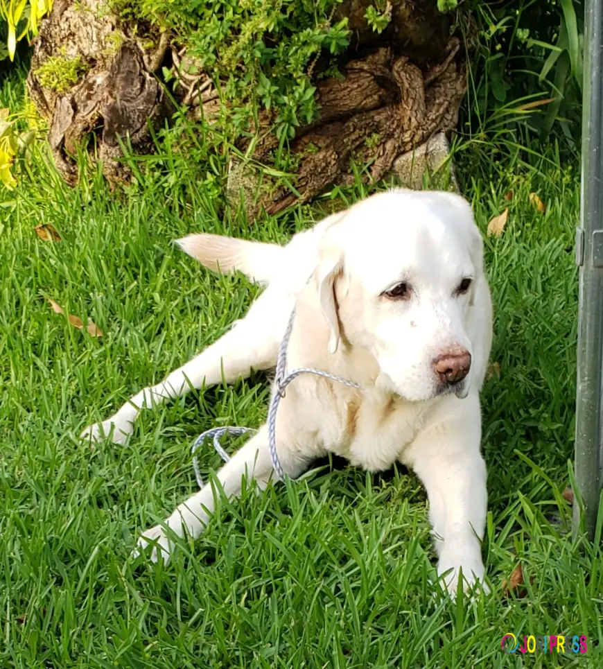 Best And Affordable Artificial Preservative-Free Dog Treats in Delray Beach