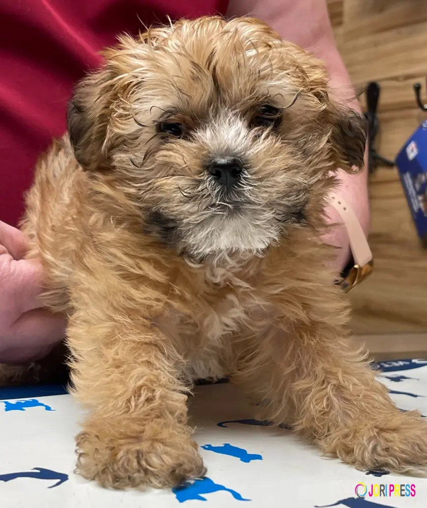 What Does a Quality Veterinary Service Really Mean for Pet Owners?