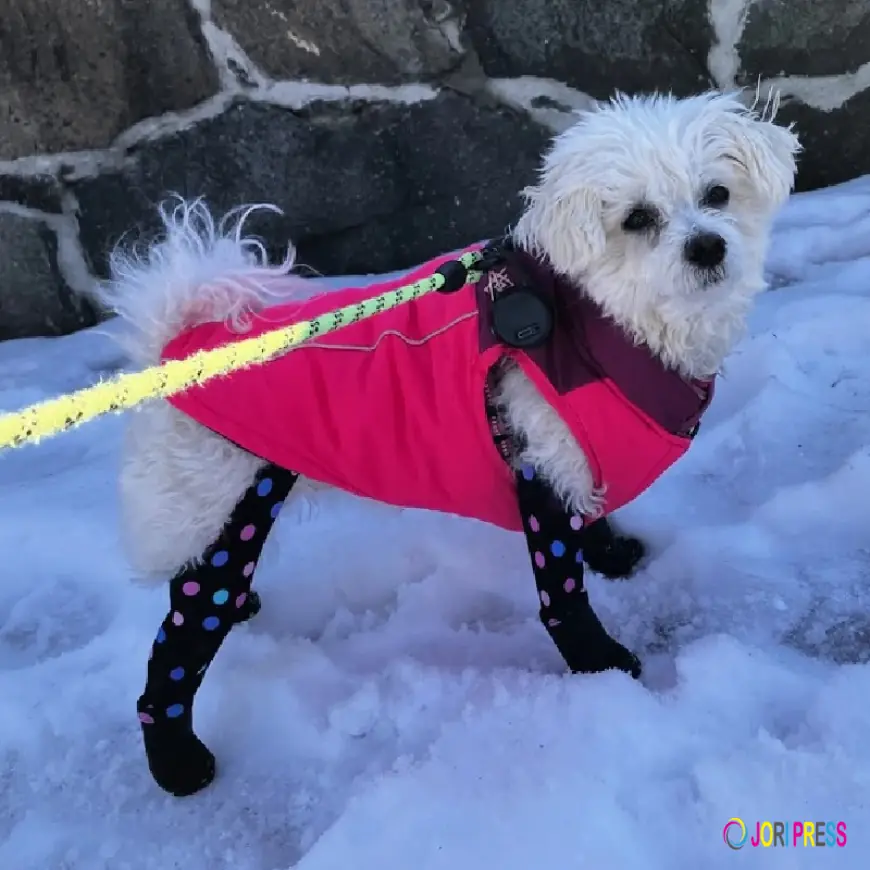 Indoor Paw Protection for Dogs: Prevent Injuries and Maintain Healthy Paws